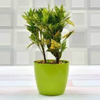 Natural Croton Plant
